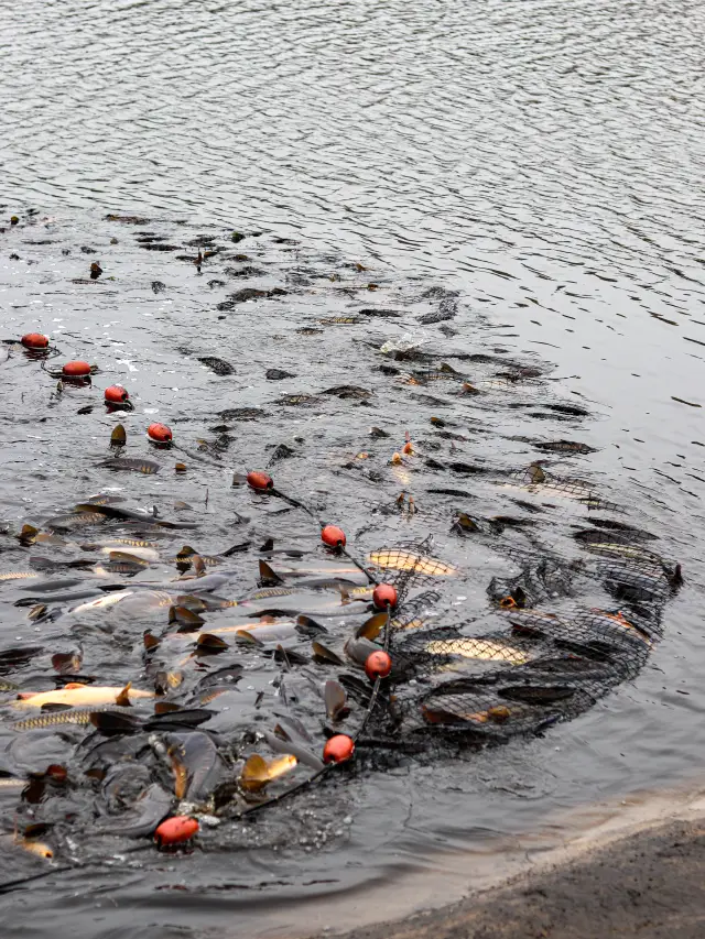 Gospodarstwo Rybackie Grobla Kluki